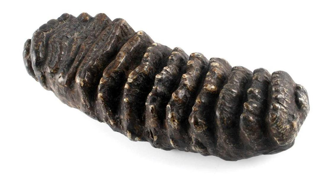 PREHISTORIC 11 1/2 INCH STEGODON MOLAR TOOTH: Very fine example of a Stegodon molar. Measures 11 1/2 x 4 inches. Java Indonesia provenance. Missing root.
