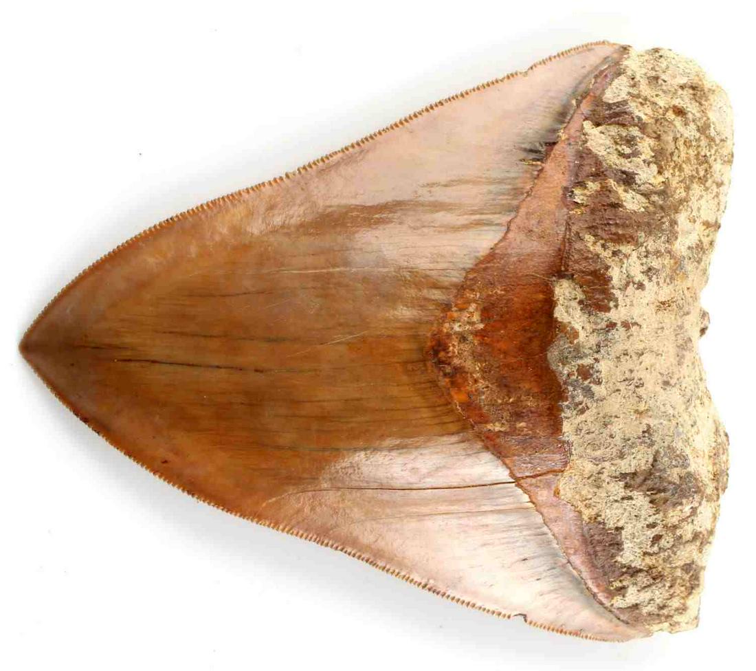 5 INCH FOSSIL MEGALODON SHARK TOOTH: Free of repairs and damage, measured from left lobe along serrations to tip. Very good original condition. Java, Indonesia provenance.