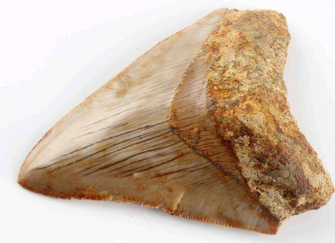 3 1/2 INCH FOSSIL MEGALODON SHARK TOOTH: One inch of serrations missing from right side, measured from left lobe along serrations to tip. Very good original condition. Java, Indonesia provenance.