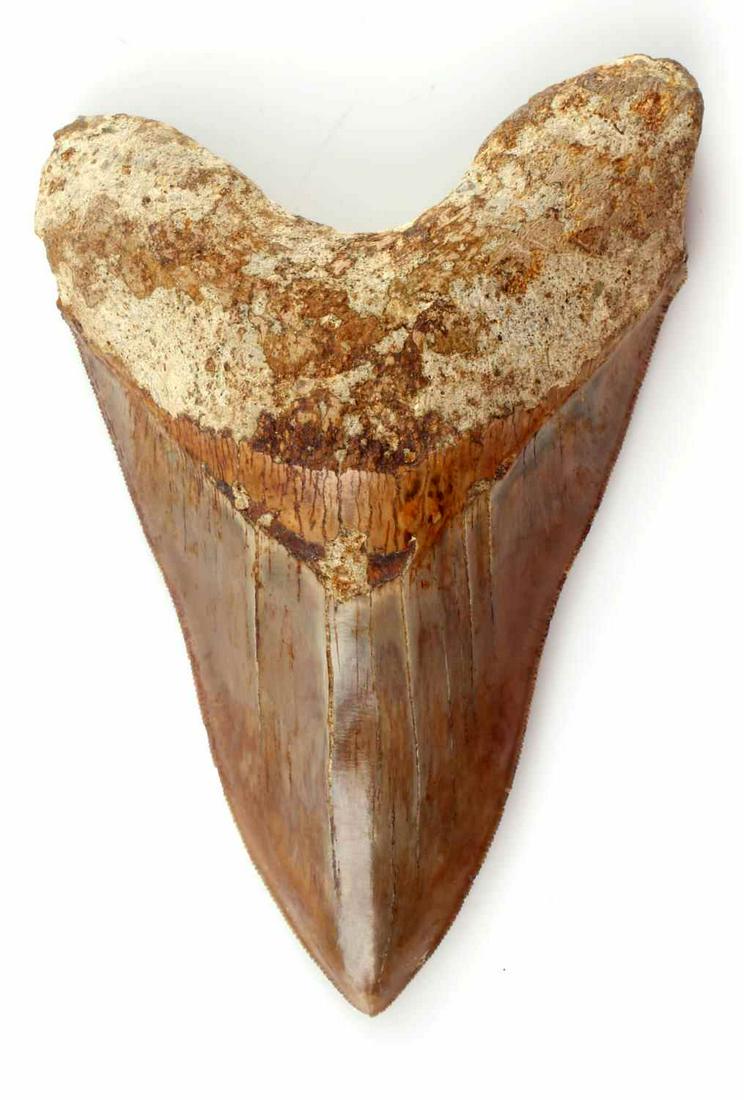 5 INCH FOSSIL MEGALODON SHARK TOOTH: Free of repairs and damage, measured from left lobe along serrations to tip. Very good original condition. Java, Indonesia provenance.