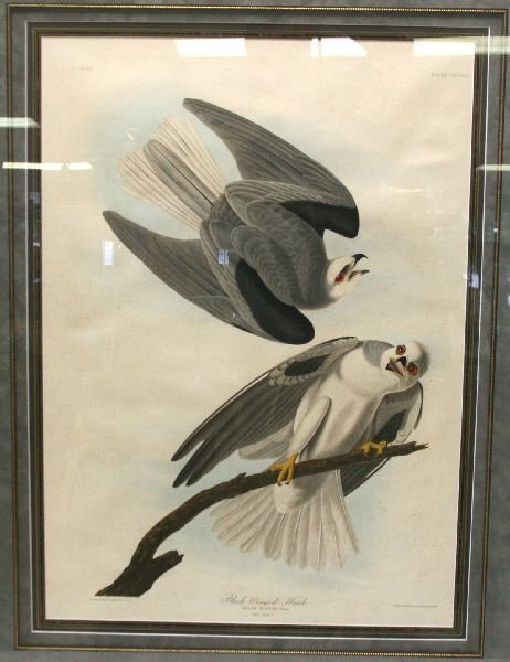 JOHN J AUDUBON LITHOGRAPH - BLACK WINGED HAWK: JOHN J AUDUBON LITHOGRAPH - BLACK WINGED HAWK An original, from the drawings of John James Audubons "Black winged hawk", No71, Plate CCCLII. Engraved, printed and coloured by R Havell 1837. Framed in 