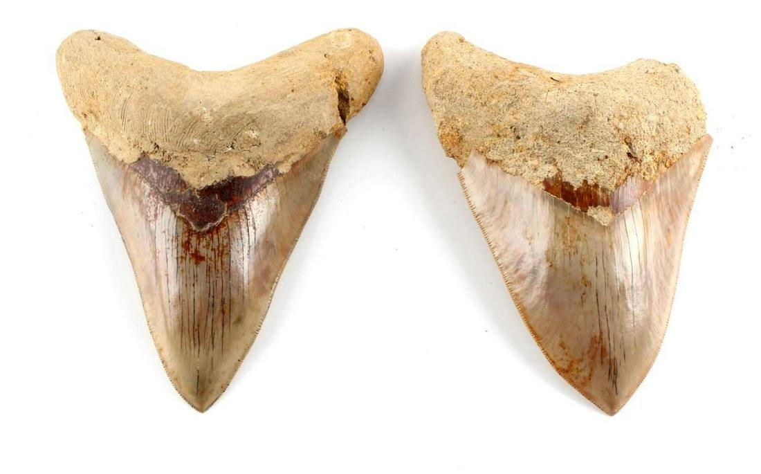 2 MEGALODON SHARK TOOTH LOT EACH OVER 6 INCH: Good serrations the dentin on each has extensive restoration and and a lobe has dropped off, crown tip on each is intact, nice larger examples.