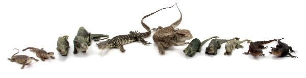 TAXIDERMY COLLECTION OF VARIOUS LIZARDS: Collection of eleven painstakingly preserved specimens of different lizard species. Among them are Chameleons, Spiny lizards as well as several others.