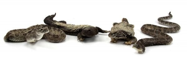TAXIDERMY SPECIMENS OF SNAKES AND LIZARDS: Four in all, two spiny tailed lizards, and two sidewinder rattlesnakes.