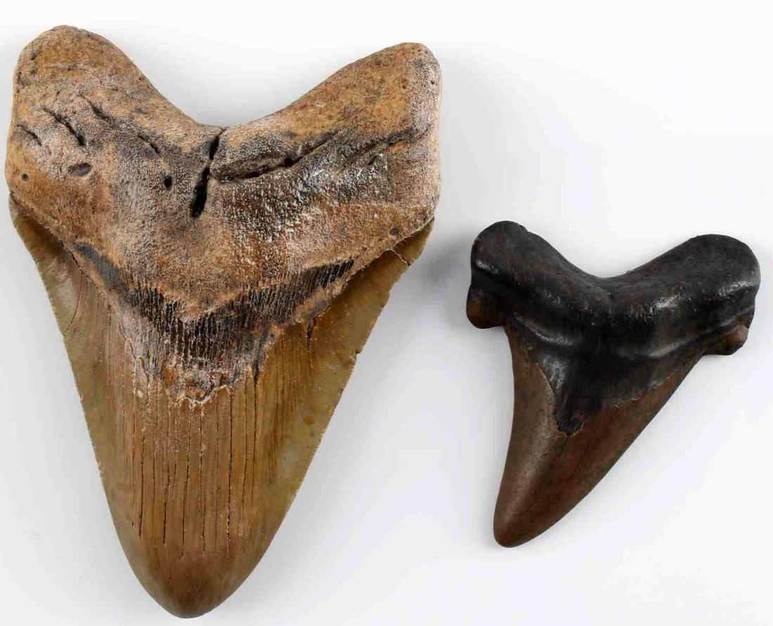 LOT OF 2 MEGALODON AND AURICULATIS TOOTH FOSSILS: 2 Shark tooth fossils. Megalodon tooth measures 5 1/8 inches, smaller auriculatis tooth measures 2 5/8 inches. Good condition. Not repaired.