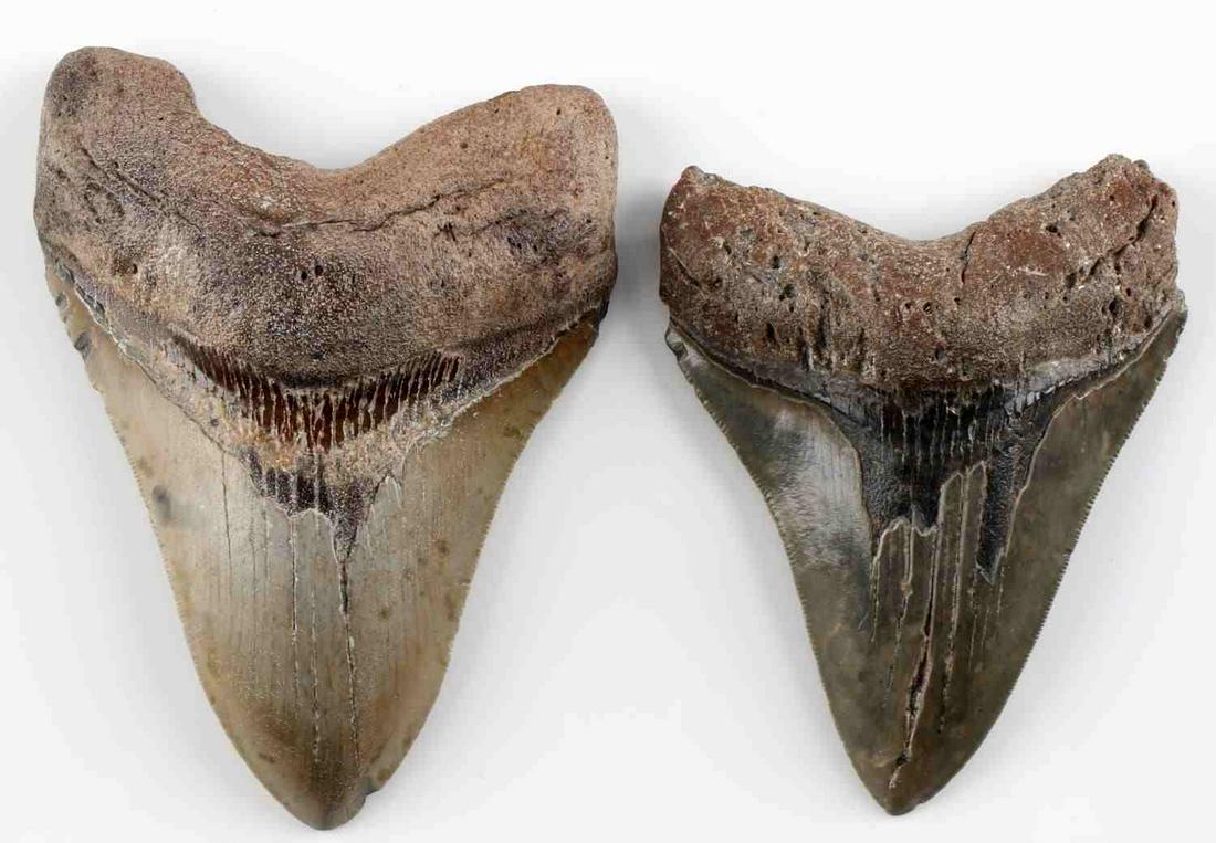 LOT OF 2 MEGALODON FOSSIL TEETH 4 AND 5 INCH: Lot contains 2 Megalodon fossil teeth. One measures 4 inches and the other is 5 inches. Slight damage but overall good condition.