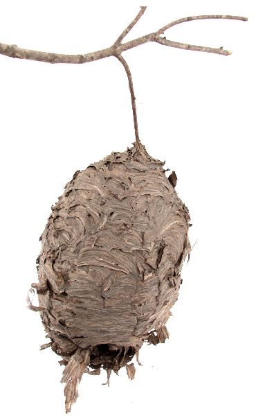 18 INCH BALD FACED HORNETS NEST: 18 inch hornets nest in good condition.