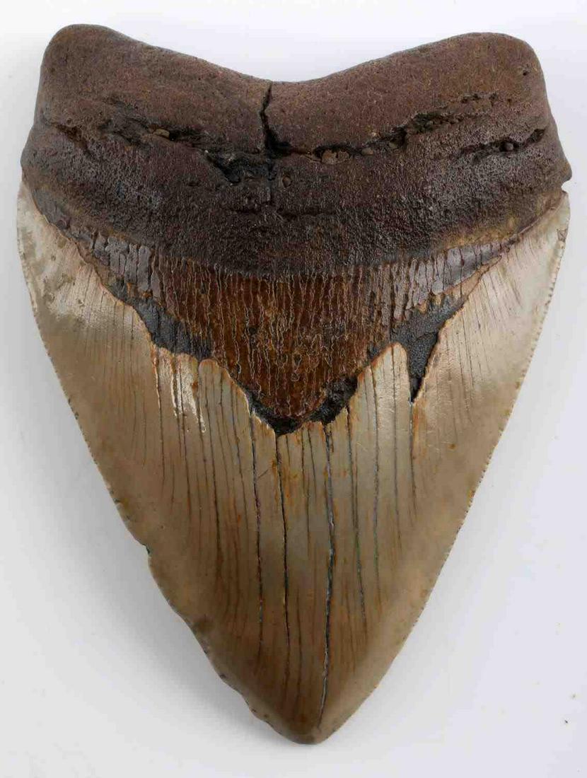 5 INCH FOSSIL MEGALODON SHARK TOOTH: Measured 5 inches from left lobe down serrated edge to tip. Very good condition.