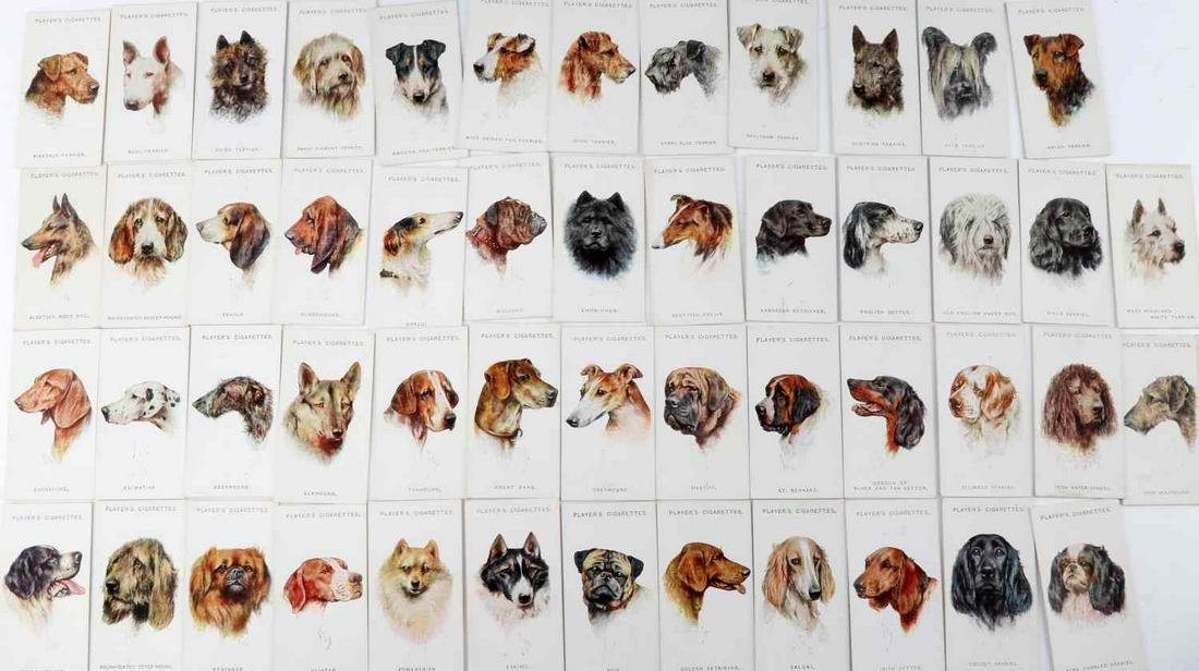 PLAYER CIGARETTE CARDS PAINTINGS ARTHUR WARRDLE: Arthur Wardle paintings of dogs on cigarette cards issued by John Player & Sons Branch of Imperial Tobacco Co. Set is complete with 50 unique cards depicting different dog breeds, their names and indi