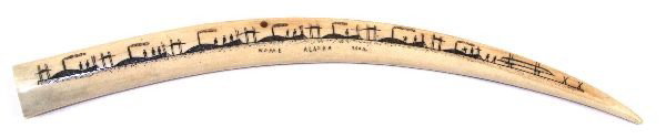SCRIMSHAW WALRUS TUSK CRIBBAGE BOARD NOME ALASKA: Finely carved tusk cribbage board decorated with walrus and a flower on front. The reverse depicts people, a boat and says "Nome Alaska 1904". Condition is very good with one minor old hair line crack