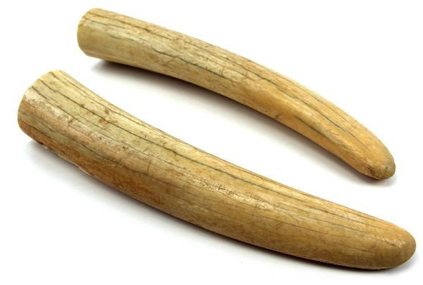2 RAW WALRUS ANTIQUE IVORY TUSK: A pair of raw uncarved antique walrus ivory tusks. One has a 2 inch loss of outer surface ivory. Overall condition is good. Each tusk measures approximately 12 inches in length with a 2 inch diameter