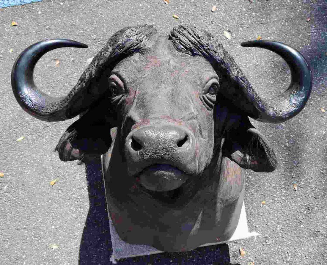 AFRICAN WATER BUFFALLO SHOULDER MOUNT TAXIDERMY: African buffalo (Syncerus caffer) large sub-Saharan African bovine taxidermied specimen measures 48x36x37 inches. Horn spread is 37 inches. Condition: Good.