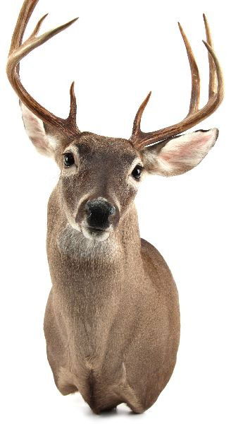 TROPHY 10 POINT WHITETAIL DEER SHOULDER MOUNT: Very well crafted shoulder mount of a 10 point whitetail deer from Leon County, Florida. Antlers measure approximately 14 inches at the widest point. Mount is approximately 31 inches high including an