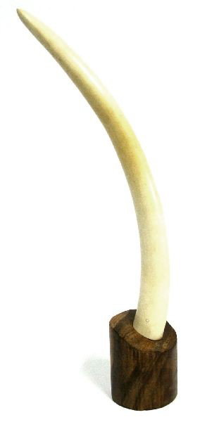 LARGE 20 INCH IVORY ELEPHANT TUSK MOUNTED ON WOOD: 23 inches in height. Decorative 20 inch elephant ivory tusk mounted on a wood base. Very good condition with minor scuff at tip.