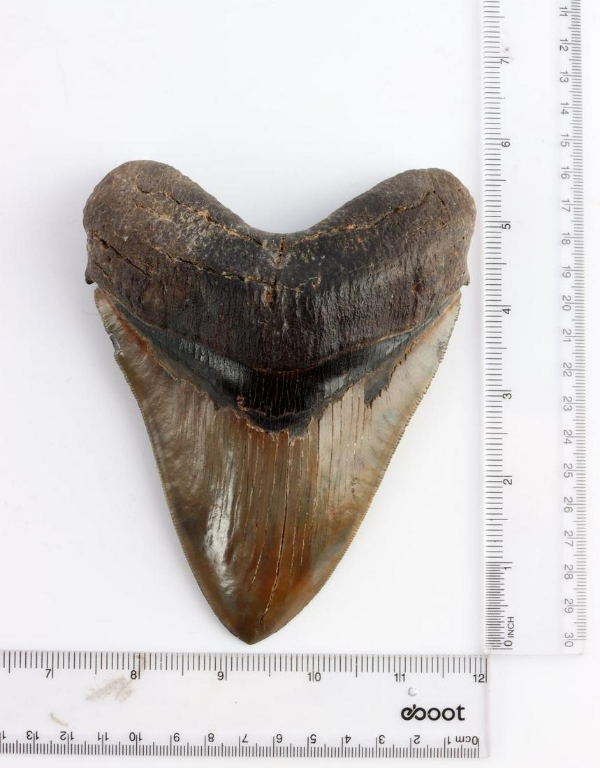 LARGE 6 INCH FOSSILIZED MEGLADON SHARK TOOTH: Full serrations excluding a 3mm section. Dentil mostly intact. Good tip. Nice specimen.