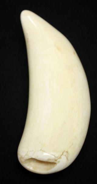 WALRUS TOOTH SCRIMSHAW & POLISHED WALRUS TOOTH : Lot 4006