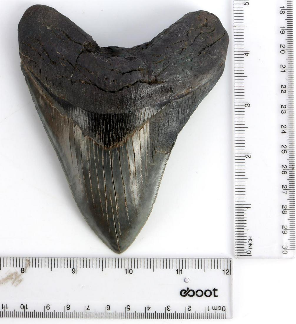 LARGE 5 INCH FOSSILIZED MEGLADON SHARK TOOTH: Full serrations excluding a 1.75 inch section. Dentin mostly intact. Good tip. Nice specimen. 5 X 4 inches.