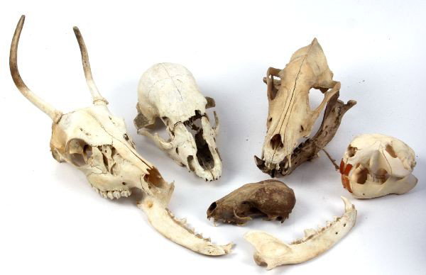 MIXED LOT OF ANIMAL SKULLS: Mixed lot of different animal skulls, including deer, beaver, and more.