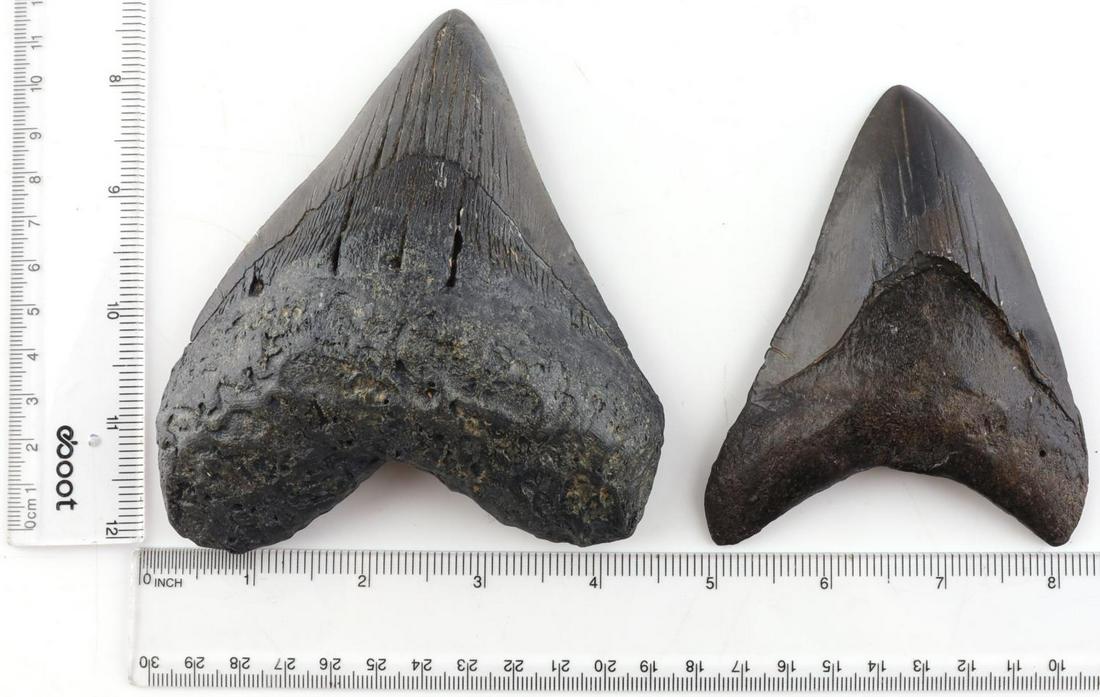 2 FOSSIL MEGALODON TEETH 4 1/4 & 4 7/8 INCHES: Measured from left lobe to tip. Most enamel is intact. Very good condition.
