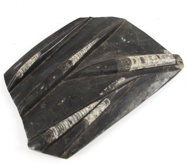 BLACK FOSSIL MARBLE CARVED SLAB: Black fossil marble carved irregular slab with 5 large Orthoceras carved for emphasis. Devonian Period (c. 360 million years ago). Approximately 15 by 9.5 inches. In excellent condition.