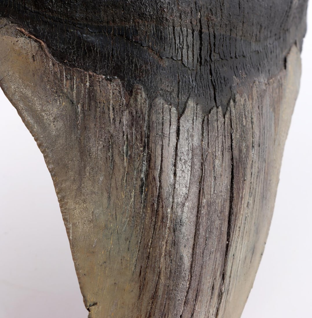 5 3/4 INCH MEGALODON SHARK TOOTH MARINE FOSSIL: Good enamel and root. Measured from lobe to tip. This lot has a reserve.