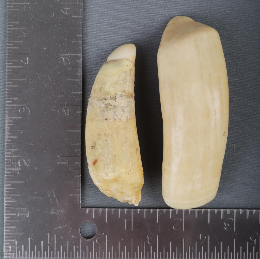 LOT OF 2 ORCA WHALE TEETH FOR SCRIMSHAW: 2 teeth measuring 3 1/4 and 3 1/2 inches. Very good condition.