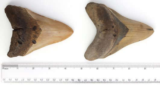 LOT OF 2 MEGALODON SHARK TOOTH MARINE FOSSIL