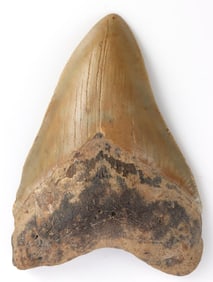 4 1/4 INCH MEGALODON SHARK TOOTH