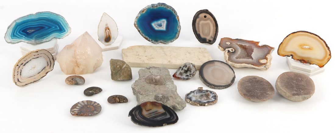 21 FOSSIL CRYSTAL SPECIMEN AGATE ANNULARIA & MORE: Lot of 21 fossils and crystals. 2 annularia plant fossils. Shimmering metallic shellfish fossil. Cut ammonite cross-section fossil. Shellfish and coral fossils embedded in rock fragment. Box with 3 ps