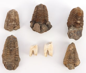 FOSSIL COLLECTION LOT OF 7 TRILOBITES & TEETH