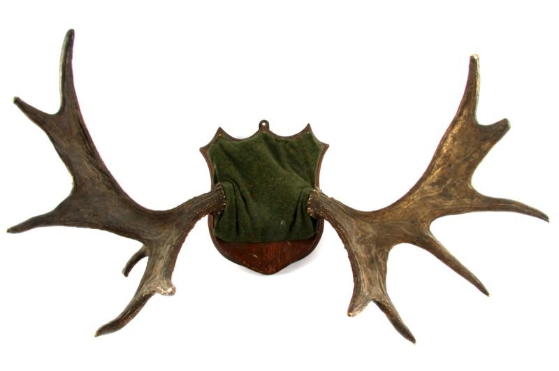 VINTAGE AUTHENTIC MOOSE ANTLER MOVIE PROP: Mounted to solid oak shield back board. 35 inch span. Green felt cover. Good to very good condition. Partial stamp from Western Costume Co. property is visible.