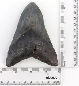FOSSILIZED 4 INCH MEGALODON SHARK TOOTH