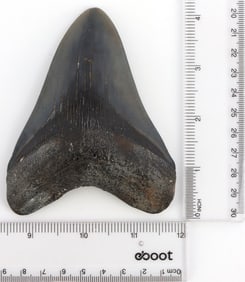 FOSSILIZED 4.25 INCH MEGALODON SHARK TOOTH