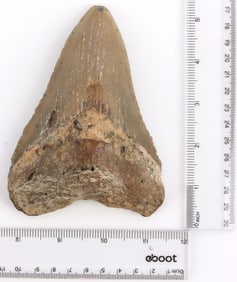 FOSSILIZED 5.25 INCH MEGALODON SHARK TOOTH