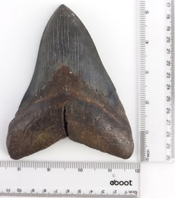 FOSSILIZED 5.75 INCH MEGALODON SHARK TOOTH