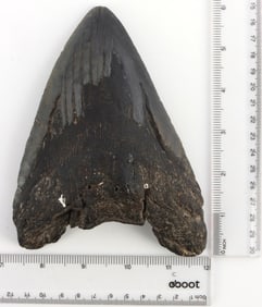 FOSSILIZED 6.25 INCH MEGALODON SHARK TOOTH