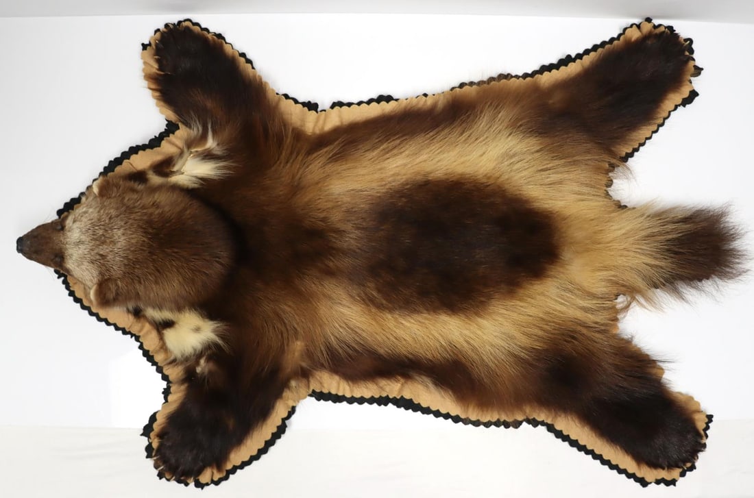 WOLVERINE FULL SKIN RUG 43 X 20 INCHES: Very good condition overall with small, non-detracting holes on top right and bottom right. This lot has a reserve.