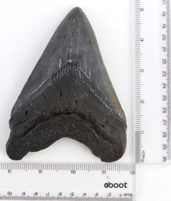 5 INCH FOSSIL MEGALODON SHARK TOOTH