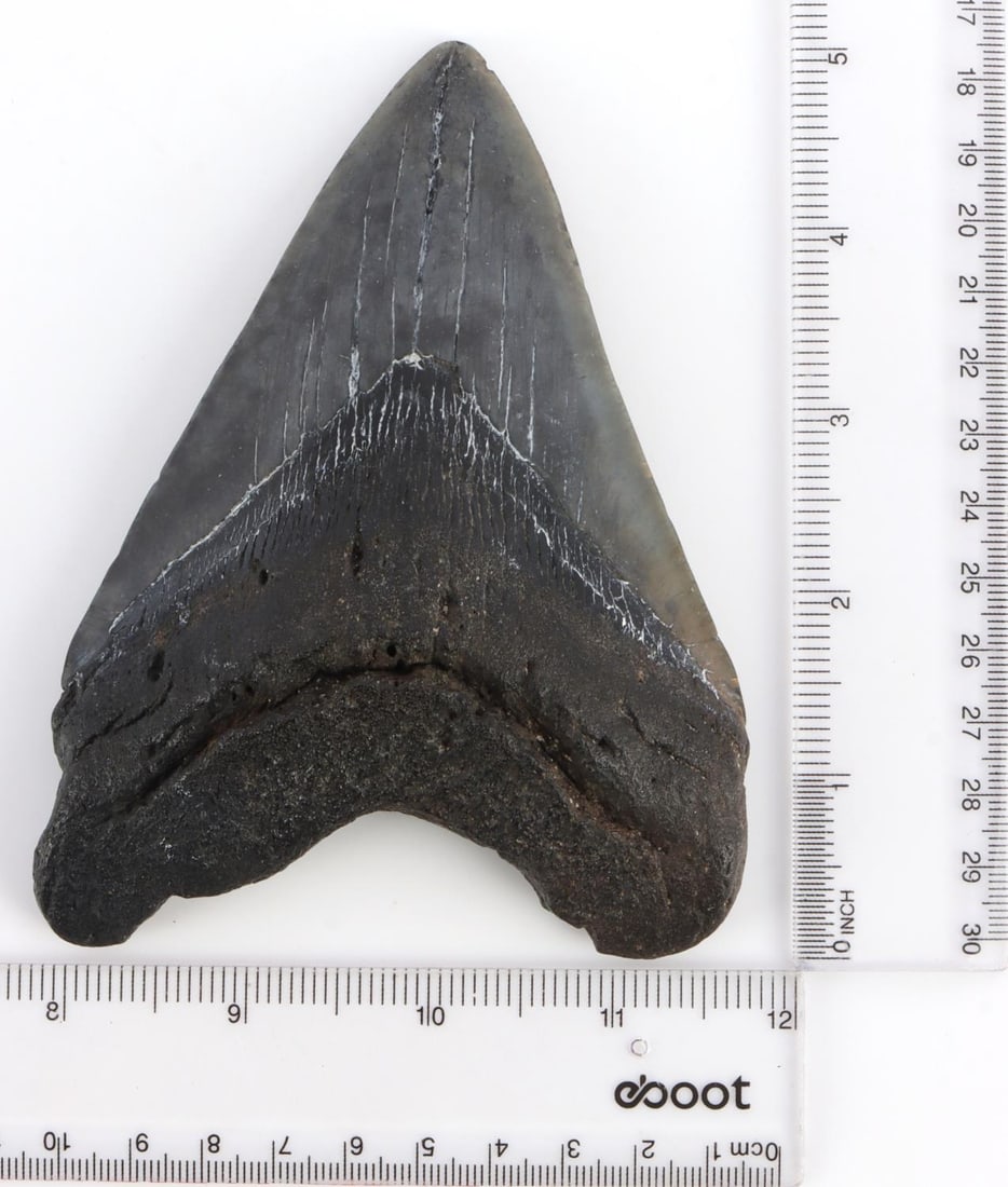 5 INCH FOSSIL MEGALODON SHARK TOOTH: Finely striated, enamel nearly all intact. Glossy black and gray. 4 X 5 inches. Very good, original condition.