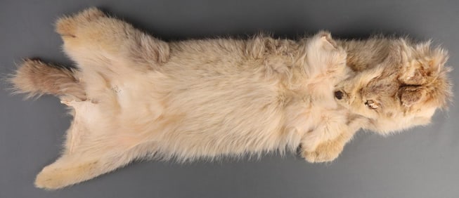 VINTAGE COYOTE PELT WITH FACE 52 INCHES