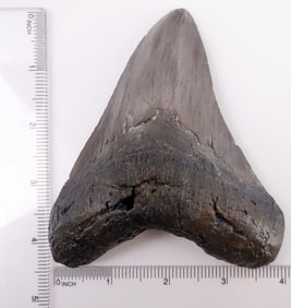FOSSILIZED 5 INCH MEGALODON SHARK TOOTH