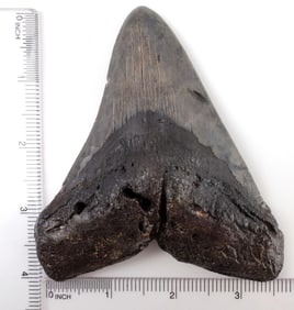 FOSSILIZED 4 INCH MEGALODON SHARK TOOTH