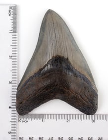 FOSSILIZED 4 INCH MEGALODON SHARK TOOTH