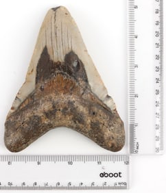 FOSSILIZED 5 INCH MEGALODON SHARK TOOTH