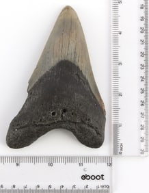 FOSSILIZED 5 INCH MEGALODON SHARK TOOTH