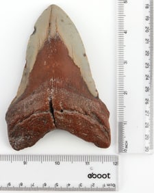 FOSSILIZED 5 INCH MEGALODON SHARK TOOTH