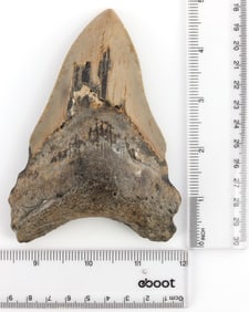 FOSSILIZED 5 INCH MEGALODON SHARK TOOTH