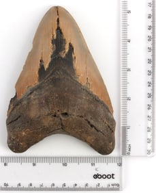 FOSSILIZED 5.25 INCH MEGALODON SHARK TOOTH