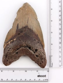 FOSSILIZED 6 INCH MEGALODON SHARK TOOTH
