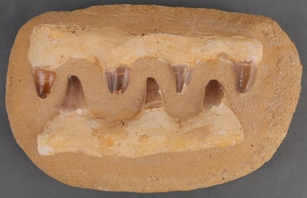 7 MOSOSAUR TEETH IN JAWBONE MATRIX DISPLAY